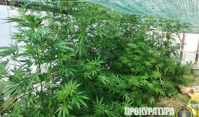 Мешканець Станиці Луганської організував незаконне вирощування коноплі у промислових масштабах